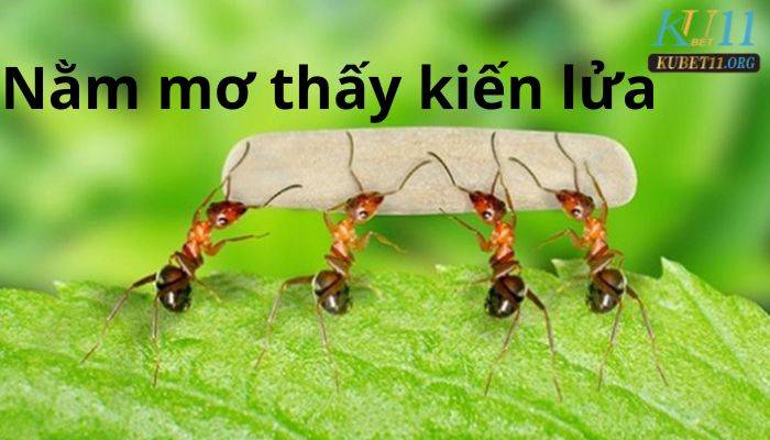 Nằm mơ thấy kiến lửa